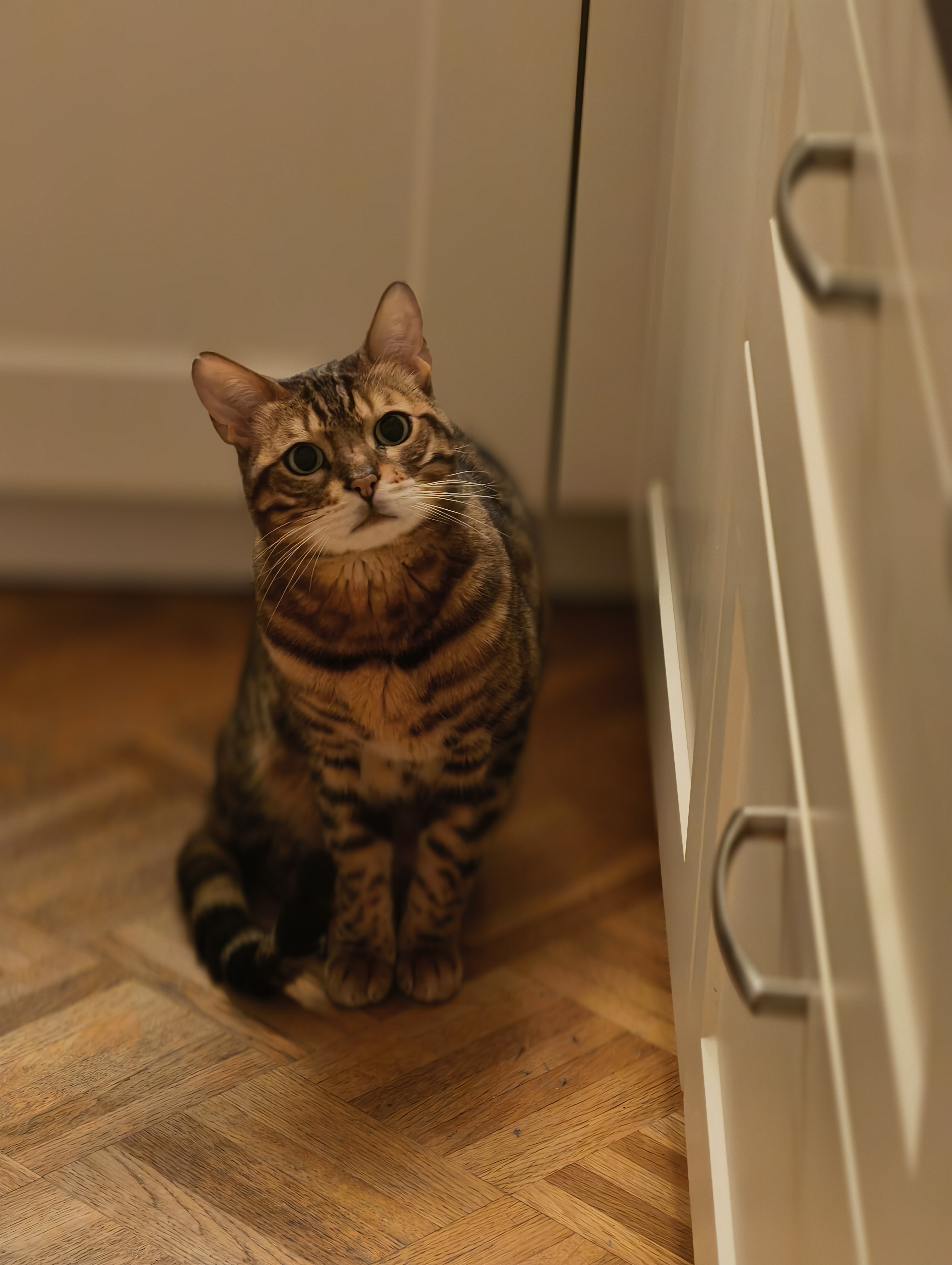 kat
