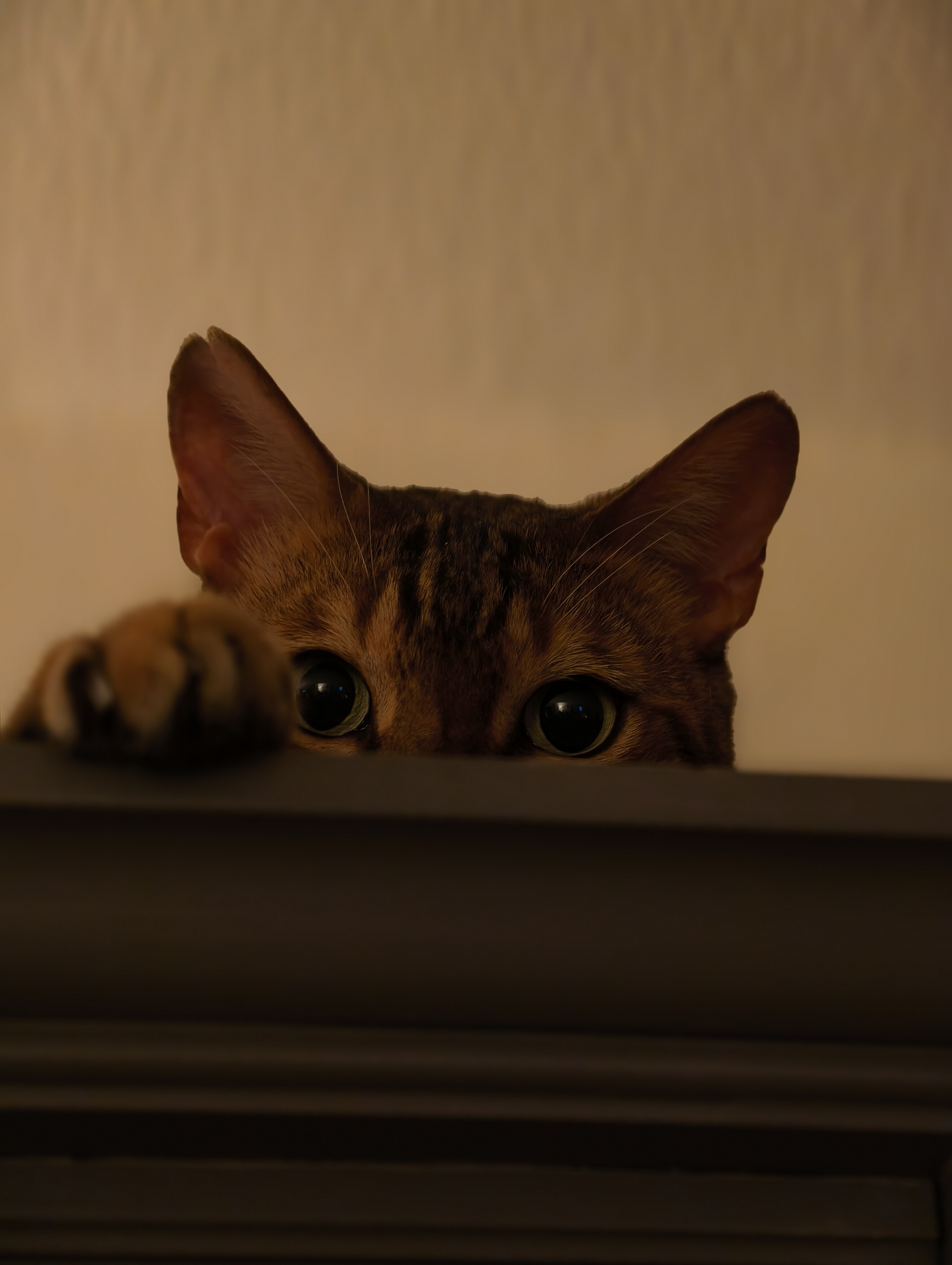 kat
